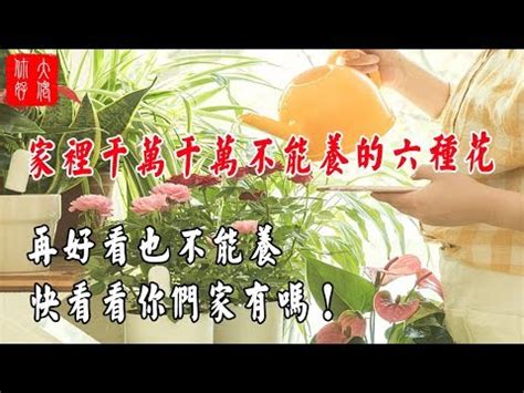 櫻花風水|櫻花盆栽風水:5分鐘提升運勢